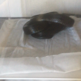 カラスヘビ  ピンセット給餌動画の画像