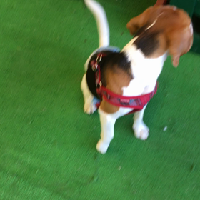 アレルギー？？の画像