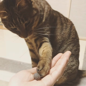 えぶりでい！の画像