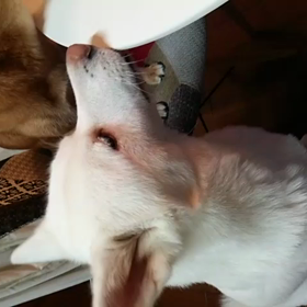 ちゃんと言葉を聞き分けるんです(^^)の画像