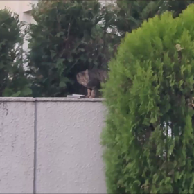 大都会の片隅に、もうすぐ夏が来ます(☆ˇ＿ˇ☆)の画像