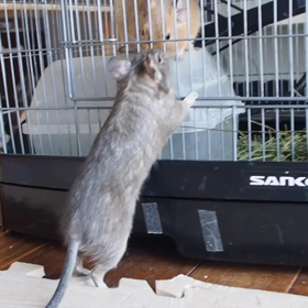 ブルーデグー 末っ子まるくん回復しましたの画像