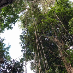 初ターザンの画像