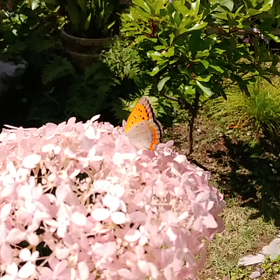 やっと7度台にの画像