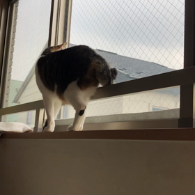 母がまだコロナじゃなかったんじゃないかと言っている訳！の画像