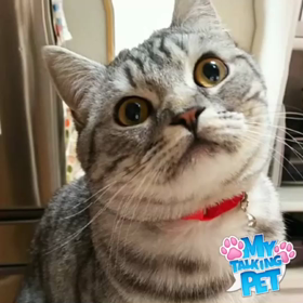 にゃんすた(=ﾟωﾟ=)(=ﾟωﾟ=)水曜日20か2号❗️の画像