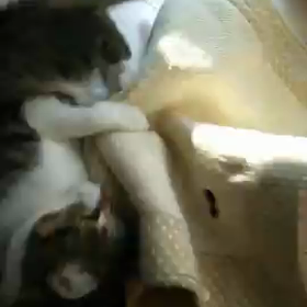 ごきげんの画像