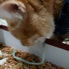 変なクセ？の画像