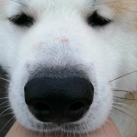 ☔無しの涼しい朝‼️恵みの朝‼️飼い主ルンルン、未来丸マイペースで朝散歩開始でした。いつの画像