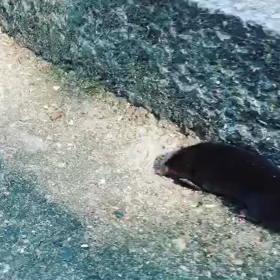 モグラ探し日和の画像