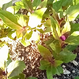 挿し木の金時草がグングン育ってます。の画像