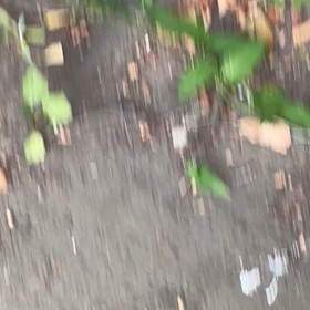 アブラゼミの画像