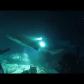 モルディブ あり得ないナイトダイビングの画像