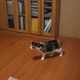 猫遊び。の画像