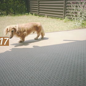 庭に出て…の画像