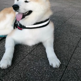 なんか久しぶりのさわやかな朝＼(^o^)／気持ち良く朝散歩できました。。未来丸はイヤイヤダラダラの画像