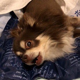 ワンコが吠えるとうるさいけれどの画像