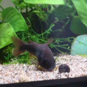 刺さるコリさんの画像