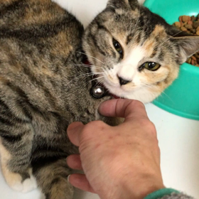 ご飯より甘えたがりのエイミーの画像