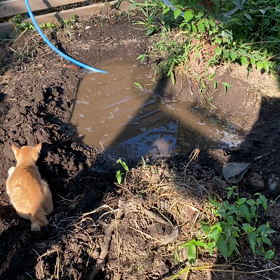 食料自給率50パーセントみーちゃんはバッタが大好き帰っておいでの画像