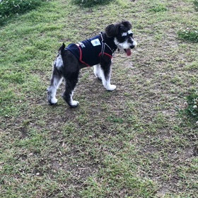 午後はドッグランの画像