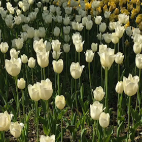 南青山ヨガレッスンとオンラインレッスン！あなたはどちら派の画像