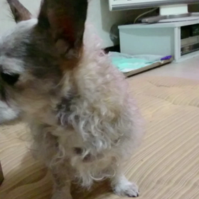 ティアラ急性膵炎の経過⑨の画像