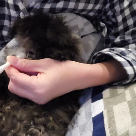 うちのこ21日目、歯磨きの続きの画像