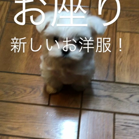 きらちゃんの体重の画像