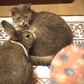 はじめての〇〇の画像