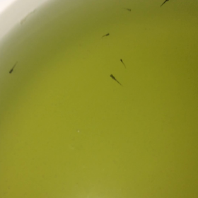 今日は、2月ファイナルの画像