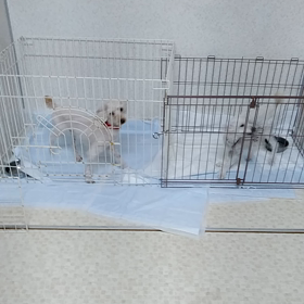 飼育放棄プードルの画像