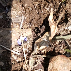 閲覧注意⚠️の画像