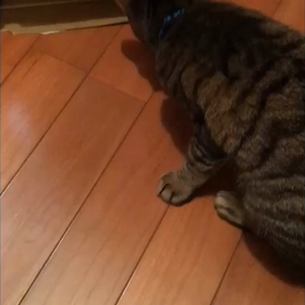 そこに箱がある限り。②ʕ•̀ω•́ʔ✧の画像