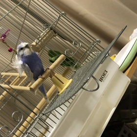 ケージの大掃除の画像