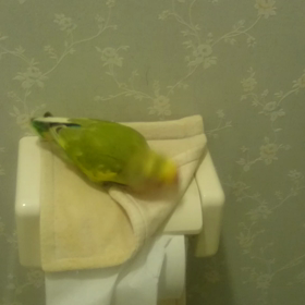 ★我が家のアイドルの画像