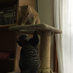 必殺!猫パンチの画像