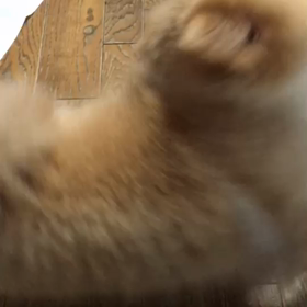 おすわり動画でございますの画像