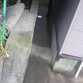 本日のシッポ猫にの画像