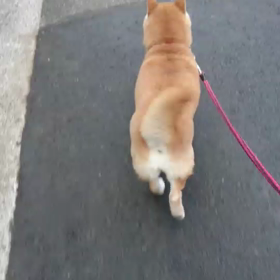 しっぽブンブン♪の画像