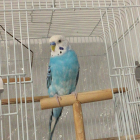 賑やかなニシヤマンち！の画像