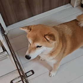 白菜ですよー！！(笑)の画像