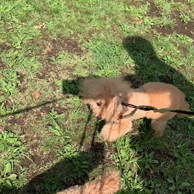 5月2日14わんこと13わんこと1時間遠足  代々木公園の画像