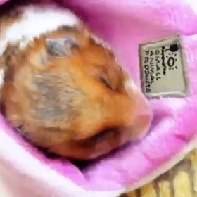 はーちゃんイジリの画像