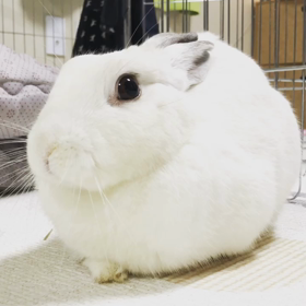 私は白い食パンであるの画像