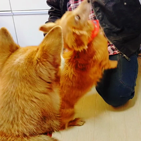 パン食い競走！の画像