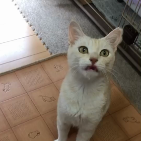 里親様募集開始！シフォンちゃんの画像
