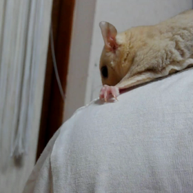 クリミノシスターズの画像