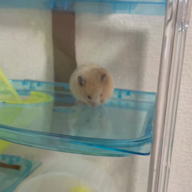 ハムちゃん日記　7日目、8日目、9日目の画像