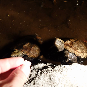 屋上の住民紹介3の画像